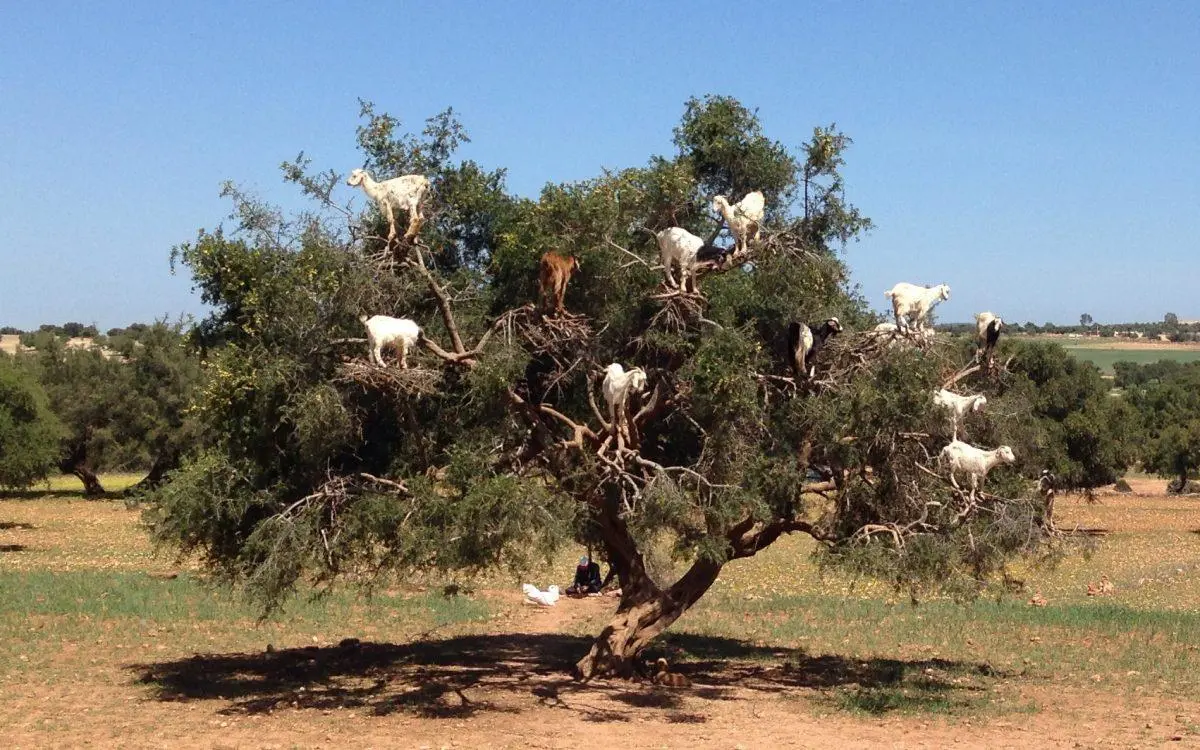 Les Forêts d'Arganiers Essaouira